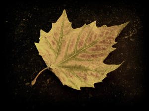 Leaf