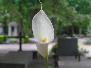 Lily of death