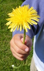 Dandelion