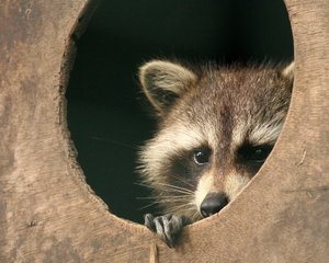 Hiding Raccoon