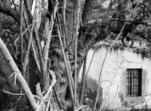 Black and white home with trees out front